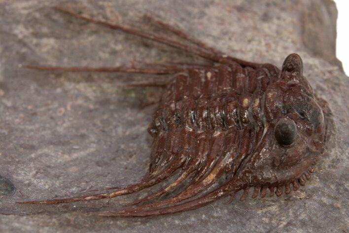 Red Leonaspis Trilobites - Hmar Laghdad, Morocco #310288